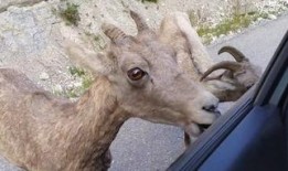 山羊视频在线观看,探索动物世界的奇妙瞬间